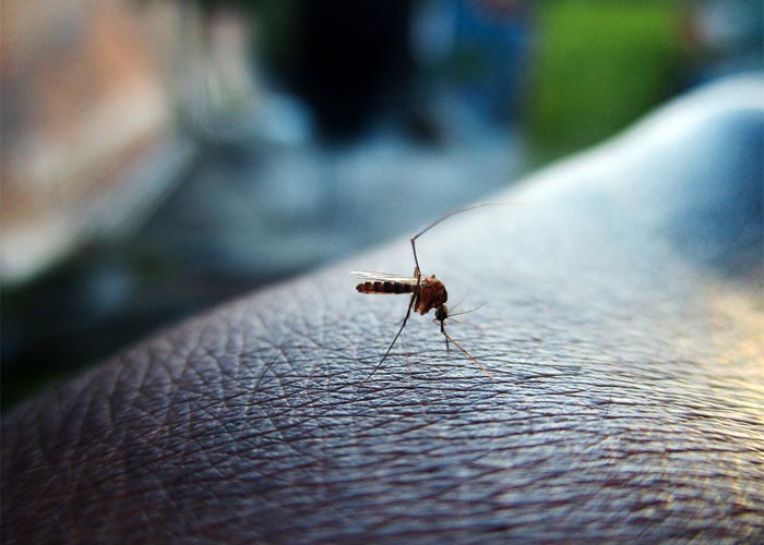 DES CAS DE DENGUE NOTÉS  DANS LA RÉGION DE THIES