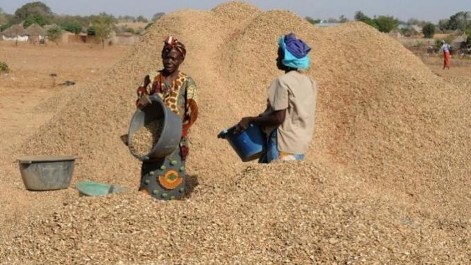 AGRICULTURE: LES ACTEURS DE LA FILIÈRE ARACHIDE INVITÉS À L’UNITÉ POUR RELEVER LE DÉFI D’UNE CHAÎNE DE VALEUR PORTEUSE DE CROISSANCE