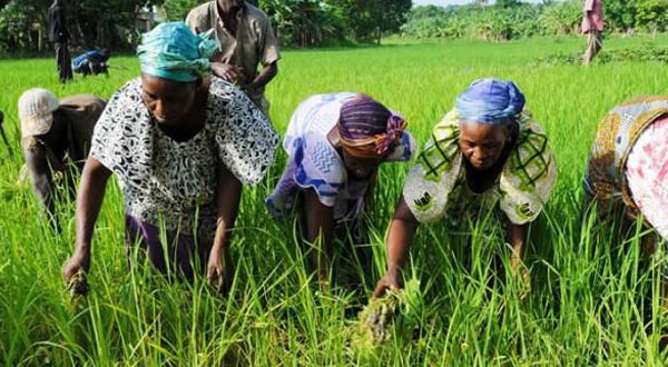 LA FERME INTÉGRÉE OUROKALE DE ENAMPORE