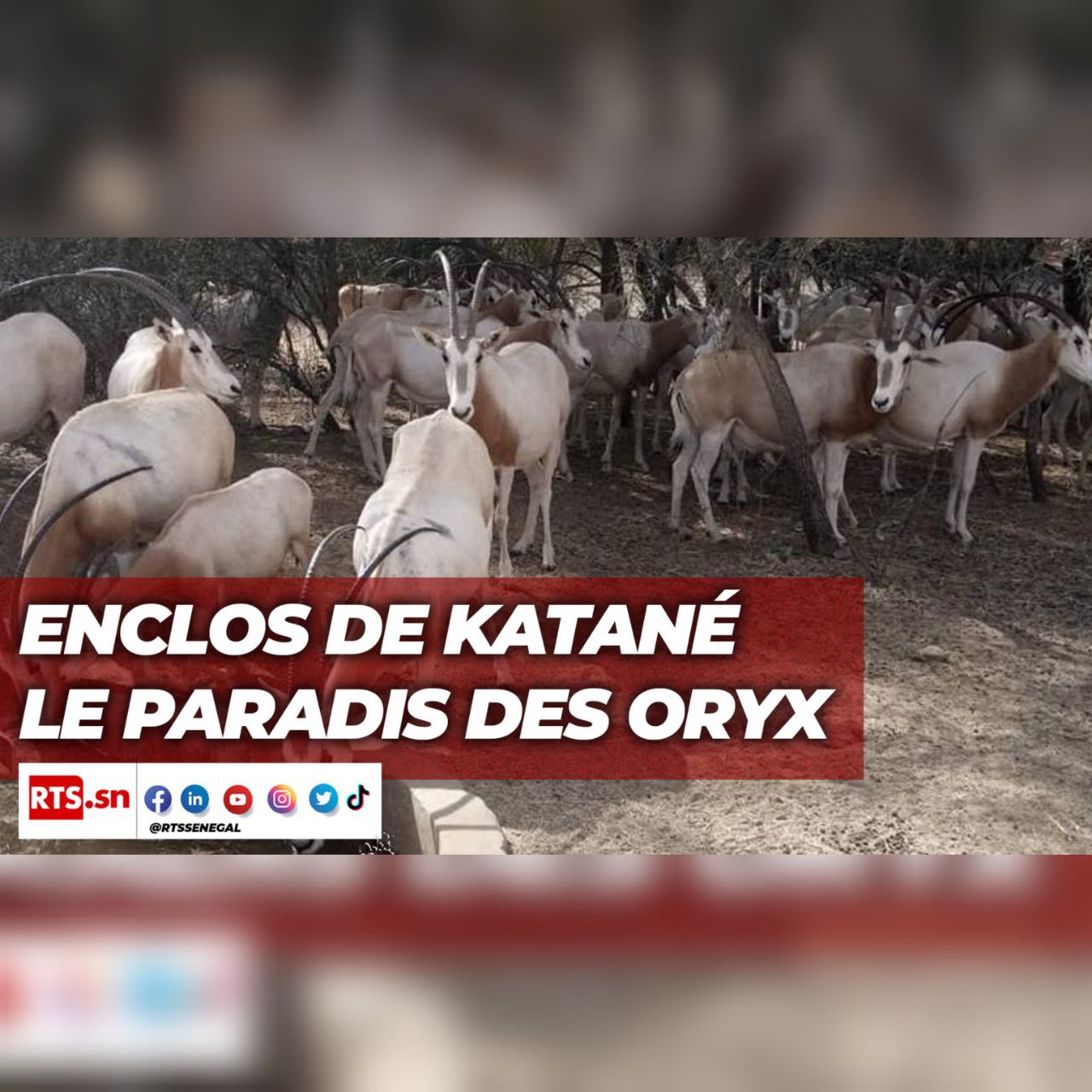 ENCLOS DE KATANE LE PARADIS DES ORYX