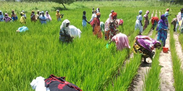 PLUS DE DEUX MILLIARDS POUR LE RENFORCEMENT DE LA SECURITE ALIMENTAIRE AU SENEGAL