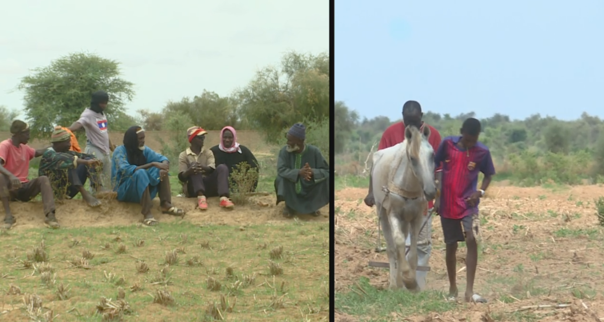 CAMPAGNE AGRICOLE : LES RAISONS DU RETARD DANS LE WALLO