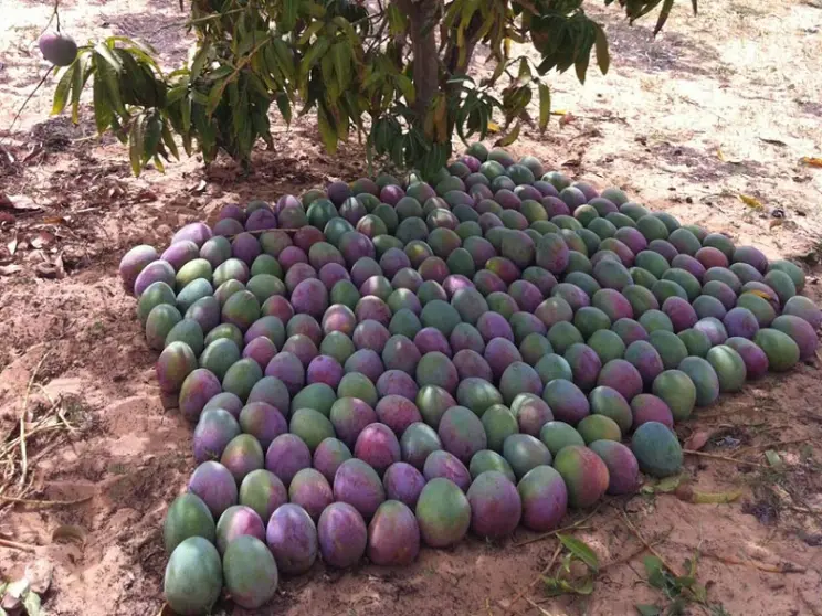 KAGUITTE, CASAMANCE : AU ROYAUME DE LA MANGUE