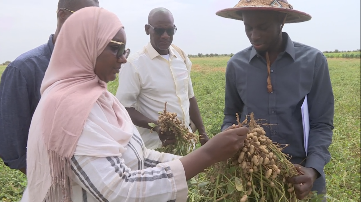 MATAM : LES PRODUCTEURS ENTRE ESPOIR ET DÉSESPOIR