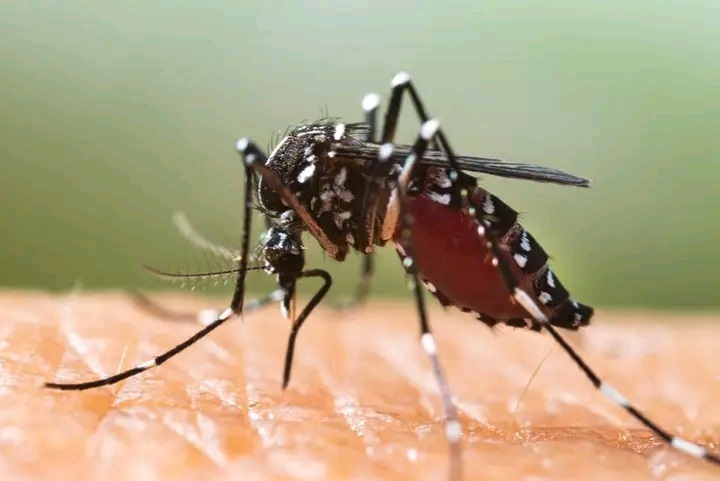 TROIS CAS DE CHIKUNGUNYA ET UN CAS DE ZIKA DETECTES DANS LA REGION DE SEDHIOU