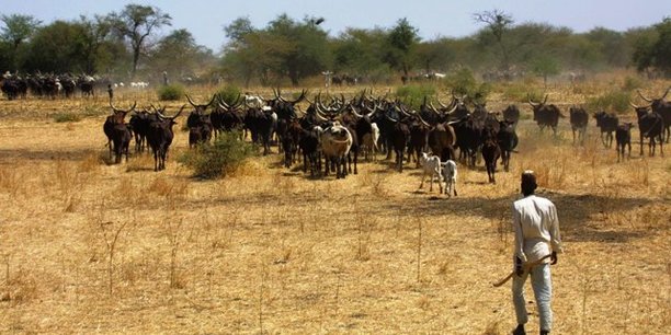 ÉLEVAGE | LE SÉNÉGAL OBTIENT UN FINANCEMENT DE 51 MILLIARDS POUR STIMULER LE SECTEUR