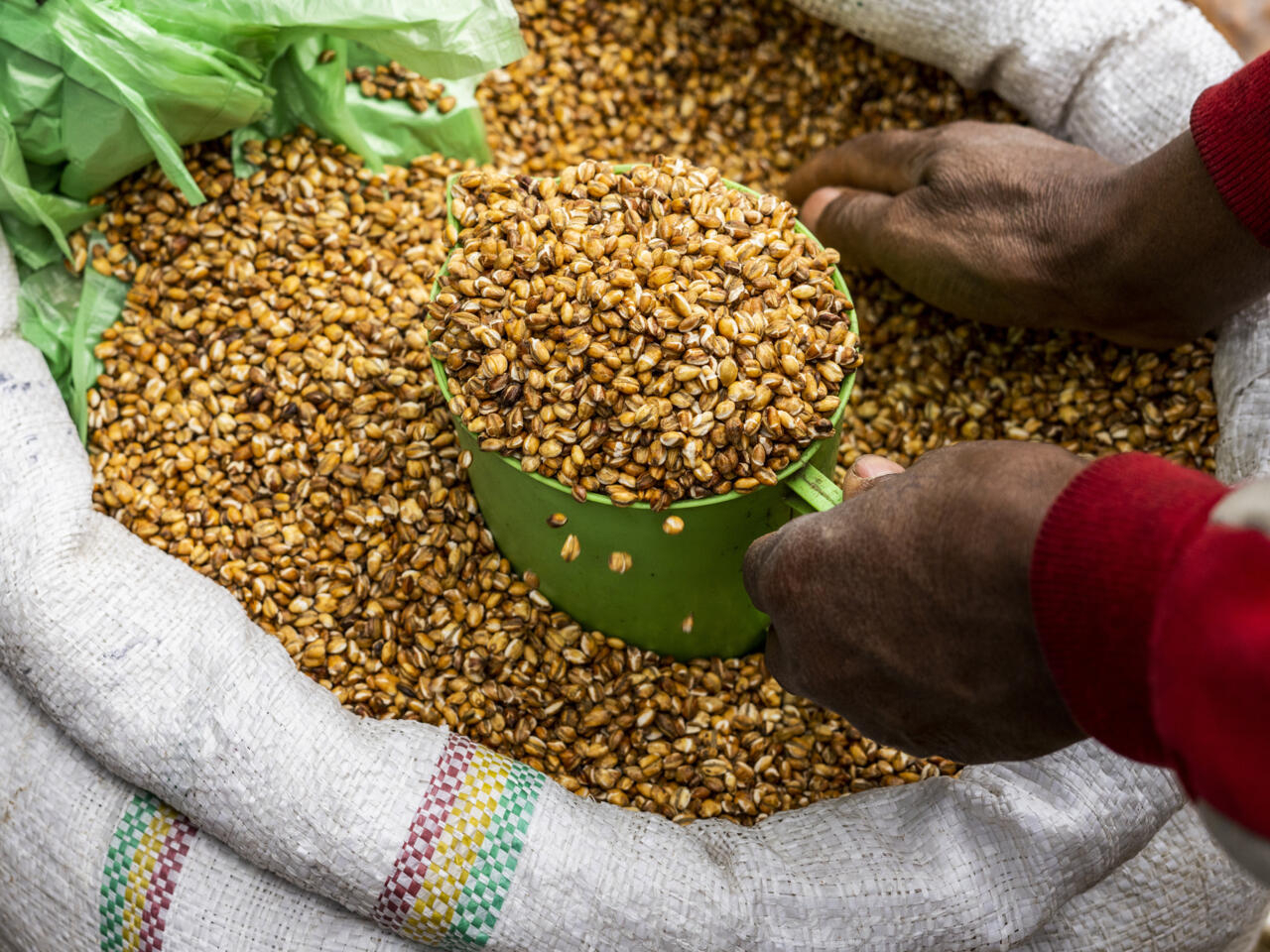 MATAM | CULTIVER DU BLÉ DE QUALITÉ, C’EST BIEN POSSIBLE !