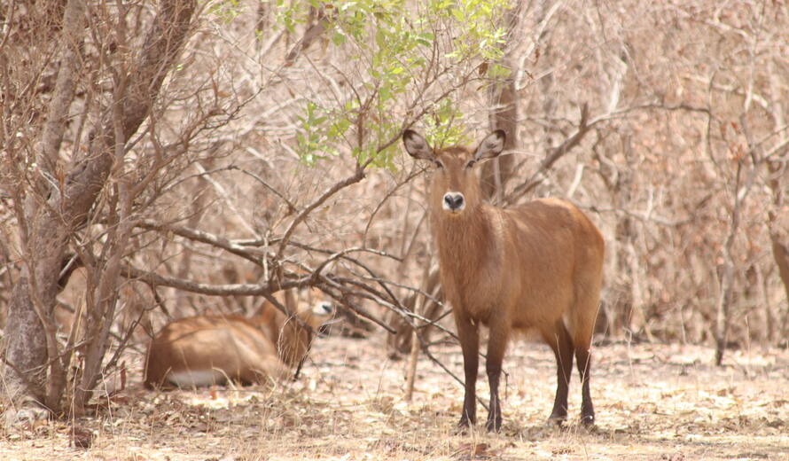 LE SÉNÉGAL VA RENFORCER SES EFFORTS POUR LA CONSERVATION DU PARC NATIONAL DE NIOKOLO-KOBA