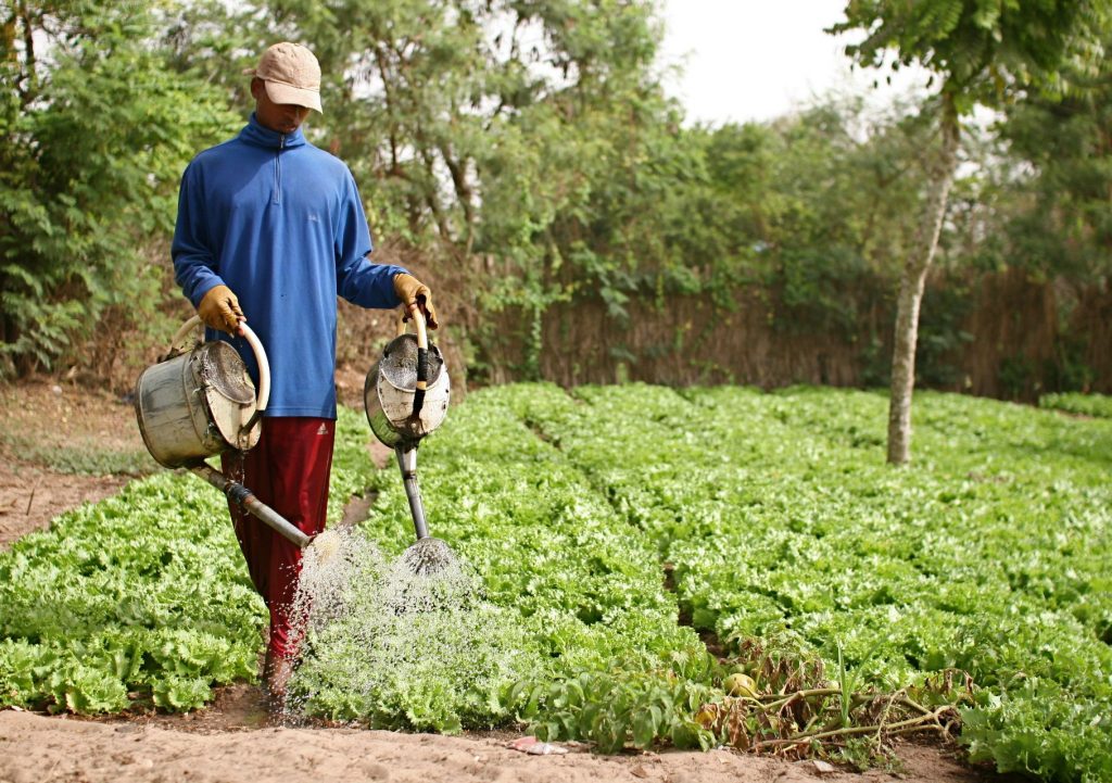 L’HORTICULTURE AU CŒUR DU PROJET NATIONAL DE SOUVERAINETÉ ALIMENTAIRE
